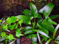 Снимка на Anubias gracilis